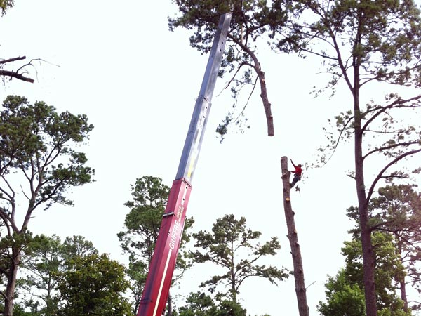 Tall Tree Piecing